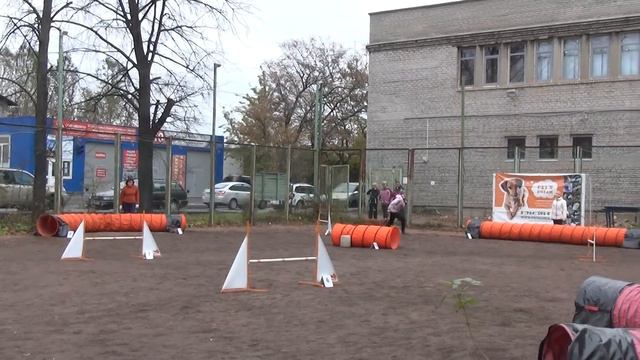 Голубь Алиса Венг.выжла Паня -Д0