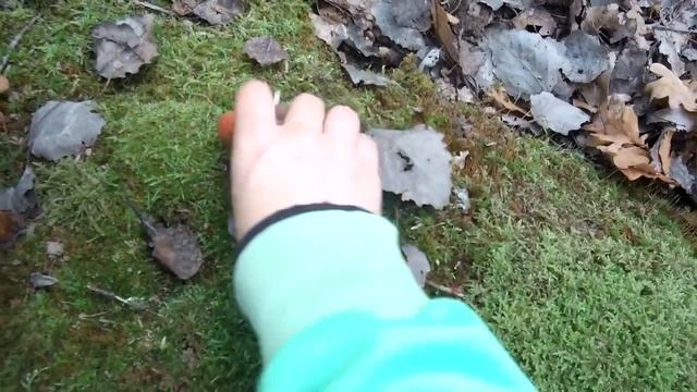 Грибники в восторге! Ходим за грибникам и полные вёдра грибов! Часть 2! Подосиновки идут.... смотреть онлайн