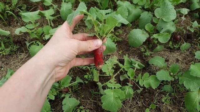 Урожай необычного РЕДИСА или первые плоды самоизоляции))) смотреть онлайн
