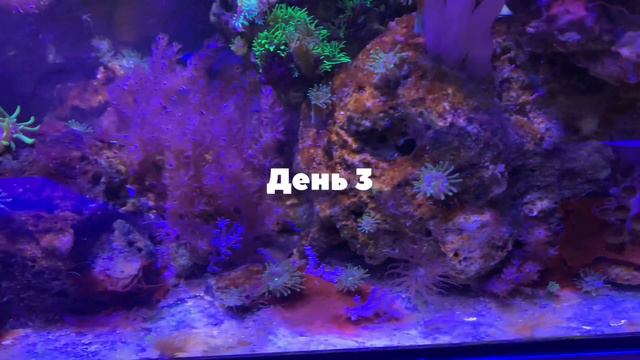 Борьба с цианобактериями всего за 4 дня | Морской аквариум смотреть онлайн