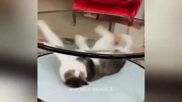 Прикольные видео с животными.Смехота.Гипер смех.Смех до упаду. смотреть онлайн