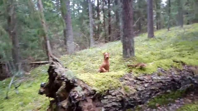 Irish Terrier / Ирландский терьер. Прогулка в лесу. смотреть онлайн