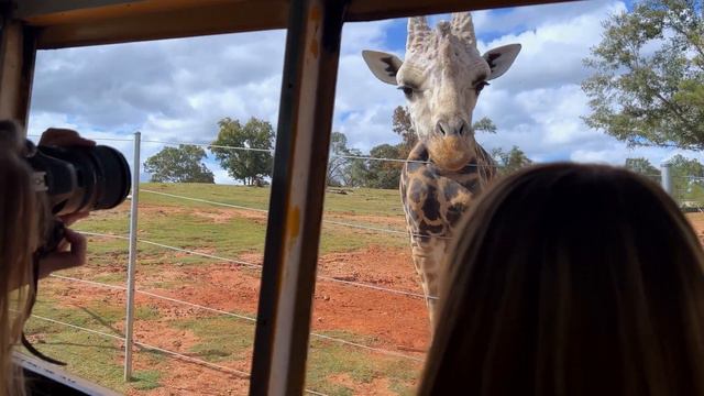 Обзор типичного американского номера в отеле США |ЧТО Не понравилось | Зоопарк 👌🔥 смотреть онлайн
