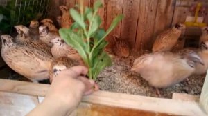 Кормлю перепелов зеленью для экономии корма.