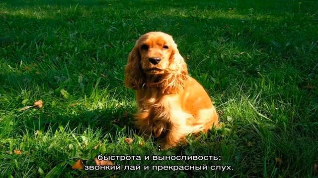 Американский кокер и английский кокер спаниель: отличия смотреть онлайн