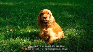 Американский кокер и английский кокер спаниель: отличия