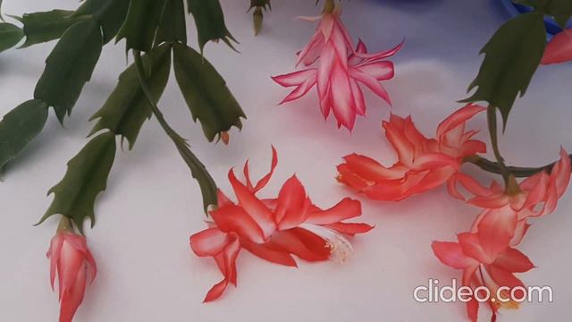 Цветут рождественники шлюмбергера Mac Hatherton Charm Frony Schlumbergera смотреть онлайн