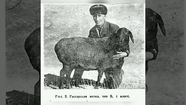 гиссарские овцы | Фотографии прошлого века гиссарских овец | гиссар койлору
