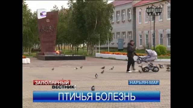 Чем опасны голуби? смотреть онлайн