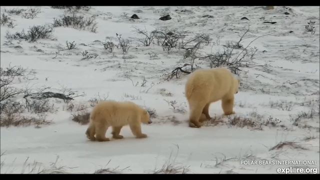 Медвежата 08112022 полярные медведи Канада смотреть онлайн