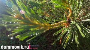 Хвоя как удобрение: рецепт от бабушки