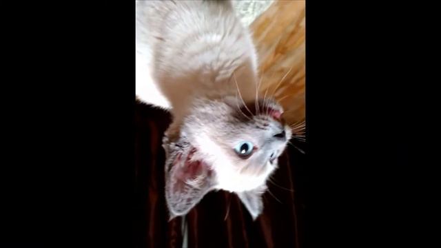 Котенок мяукает вверх ногами смотреть онлайн