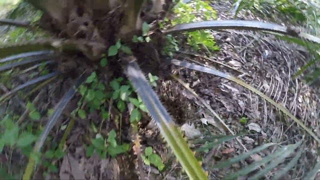 Tips Pruning Sawit Buah Pasir Pokok Rendah Yang Benar смотреть онлайн