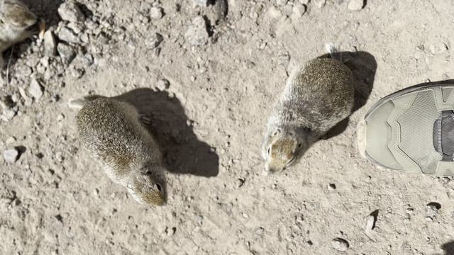 Сусляндия - мы гости в этой стране Приэльбрусья.