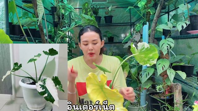 จึ๋งมาก! เปิดตะกร้าไม้ด่าง จากราคา 2-3หมื่นแล้วไง ต้นนี้ซื้อได้ ใช้แบงค์1,000ใบเดียว Alocasiaตัวท็อ смотреть онлайн