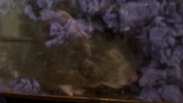 Забери ее от меня! PLEASAASE! смотреть онлайн