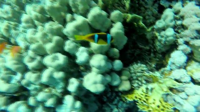 Coral beach resort Montazah смотреть онлайн