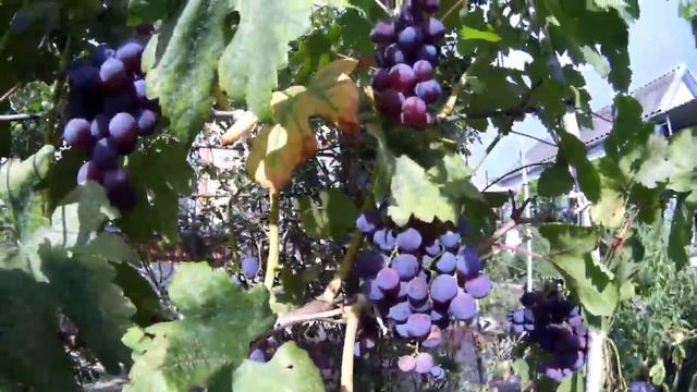 Виноград Ливия, Рошфор, Августин, км 342, Лучезарный смотреть онлайн