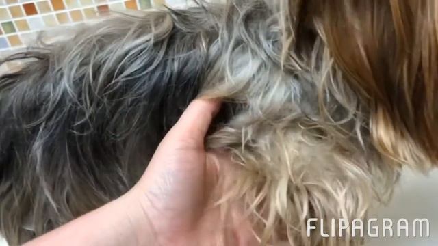 Стрижка собак 4 смотреть онлайн