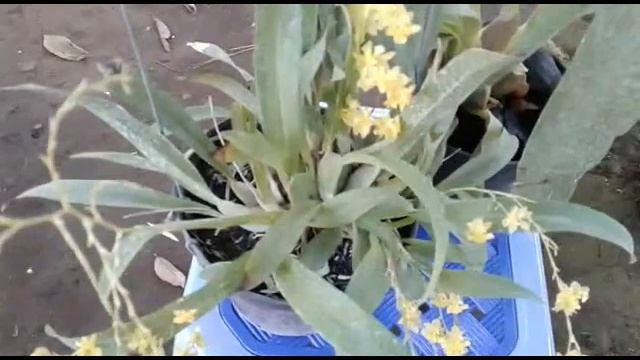 Orchid care tips - how I care for Oncidium - Onc. Yellow twinkle & Onc. Masai Red смотреть онлайн