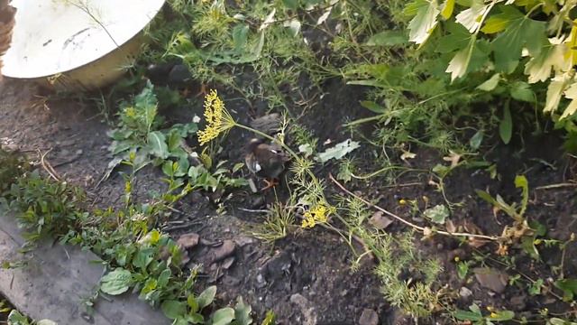 штрюпаки и шепухляки смотреть онлайн