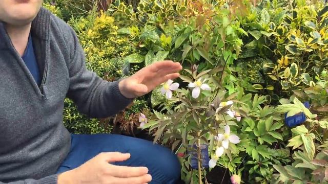 Clematis montana 'Rubens' - Rózsaszín iszalag смотреть онлайн
