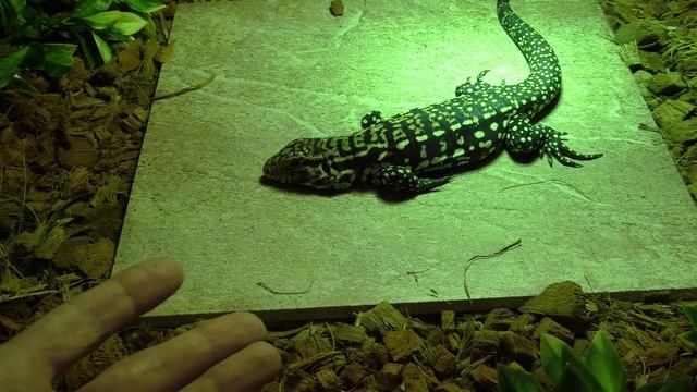 Как проходит приручение самки Тегу смотреть онлайн