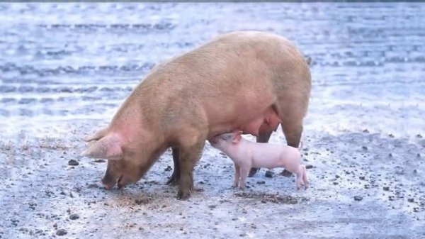 Animal Sounds for Kids - 34 amazing animals