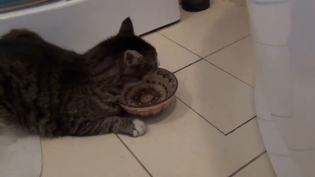 Котэ в пьянках замечен не был, но по утрам пил холодную воду прикол смотреть онлайн