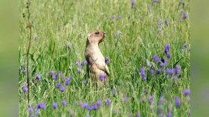 Зачем нужны заповедники?