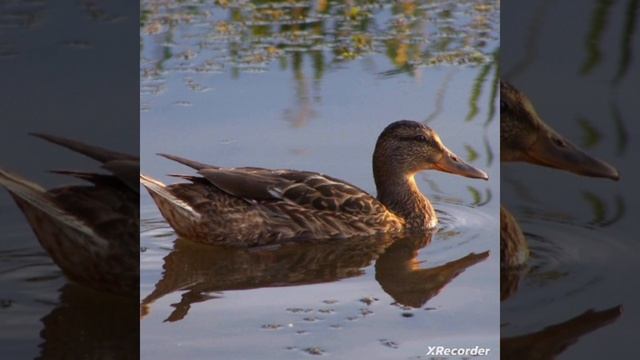 Учим виды животных и какие звуки они издают.