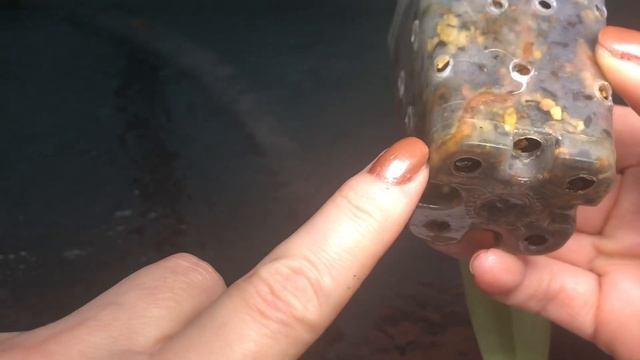 Башмачок нарастил корни! После того как я залила орхидею 5 мес назад. Happy end paph. gratrixianum смотреть онлайн