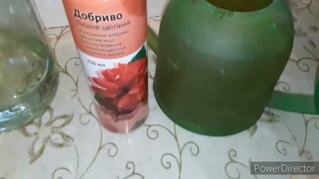 Подкормка пеларгоний комплексным удобрением. 26.01.20. смотреть онлайн