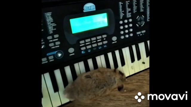 Хома играет на синтезаторе! смотреть онлайн