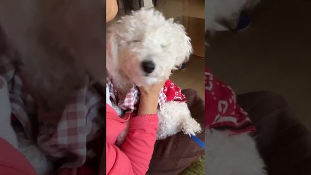 Sleep tight , simone He sleeps so deep with his shaking head!! 머리를 빙빙 돌려도 잘자는 강아지 смотреть онлайн