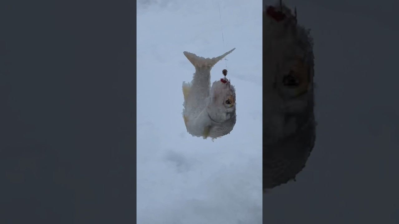 На маленький мотыль #зимняяудочка #первыйлёд #рыбалкакстово #плотва смотреть онлайн