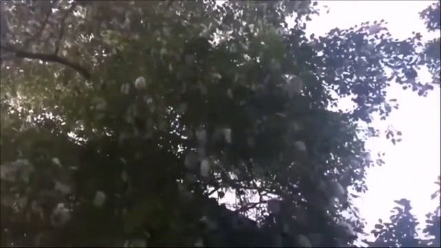 Тополя, тополя в город мой влюбленные... смотреть онлайн