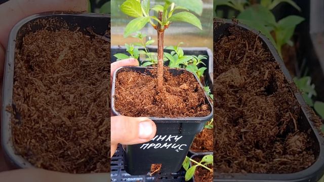 Саженцы гортензии метельчатой новинки и лучшие сорта гортензии смотреть онлайн