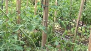 Фантастический эстетический томат Черри Ира