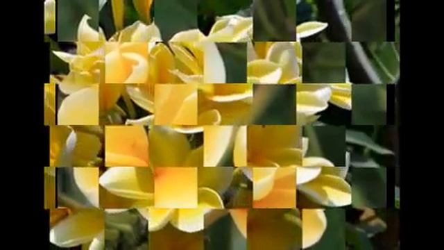 Алламанда-Уютный дом-находка интернета смотреть онлайн