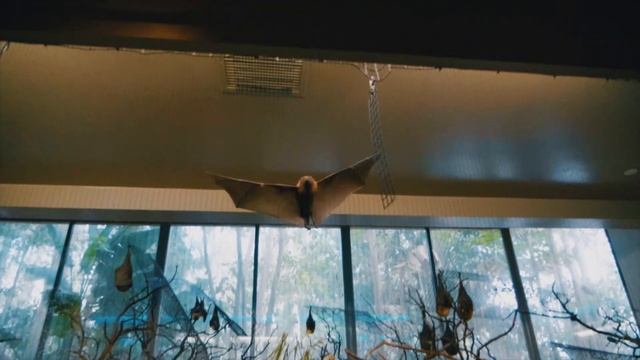 San Diego Zoo vs Safari Park (which is better?) - Top 10 Differences Between the Zoo & Safari Park смотреть онлайн