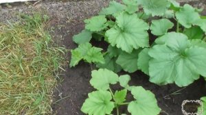 Посадка, пересадка тыквы и кабачка. Эксперимент.