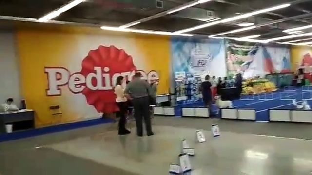 26.11.2017 г CACIB-FCI "Достояние Сибири" г. Новосибирск, сука промежуточный смотреть онлайн