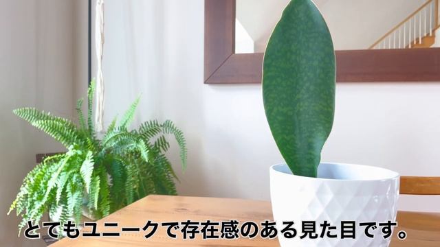 【育て方】サンスベリア・マッソニアーナ Whale Fin Snake Plant Sansevieria Masoniana【株分け】 смотреть онлайн