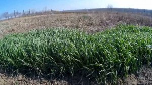 Зола в природном земледелие  Сжигание органики