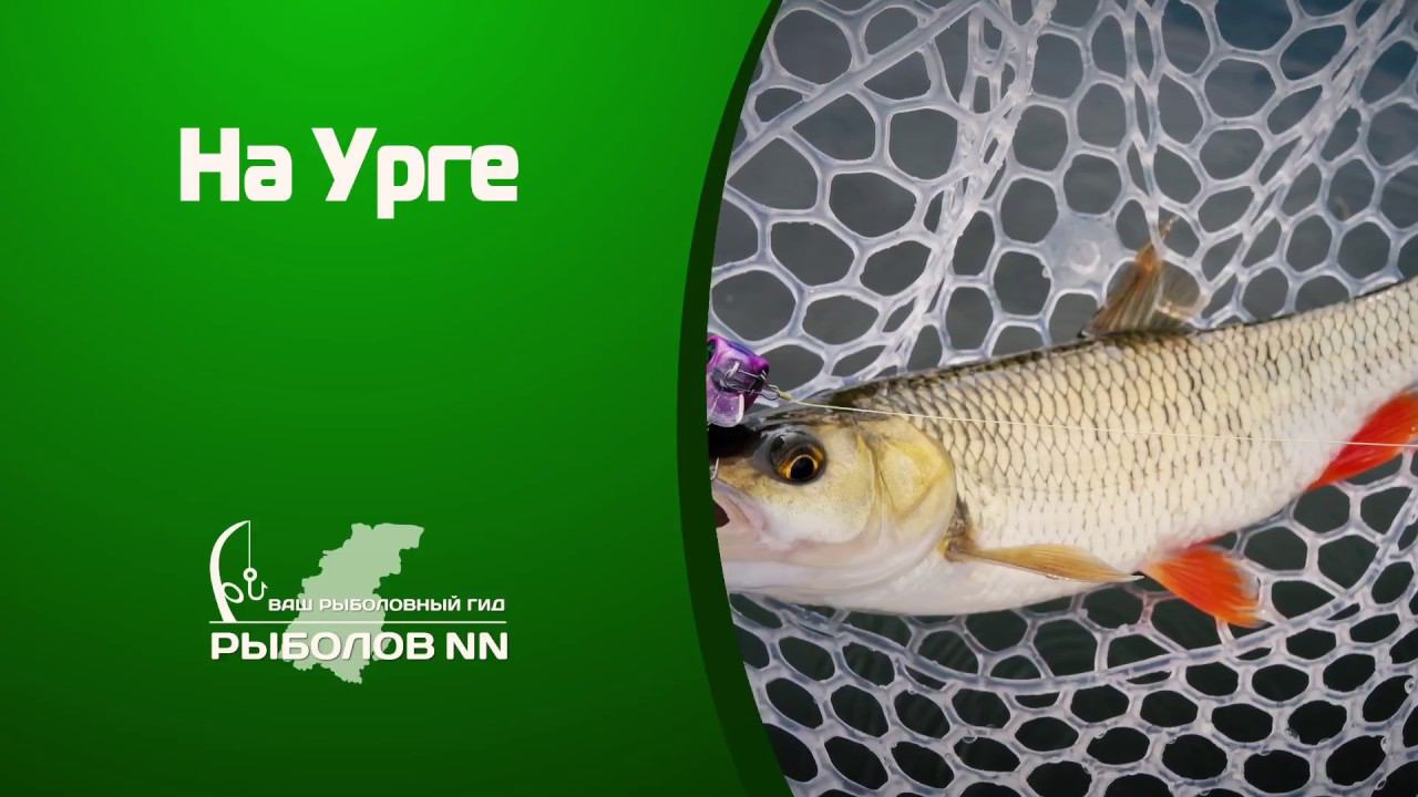 В погоне за голавлём. На Урге с ультралайтом. смотреть онлайн