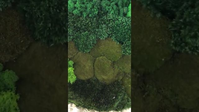 Картина из разных видов мхов; диаметр 70 см