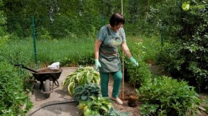 Посадка яблони на холм. Как правильно сажать яблоню летом? Уход за саженцем яблони после посадки