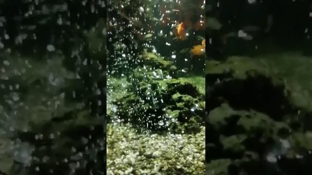 Хорошо быть рыбкой ??? bayoun.ru смотреть онлайн