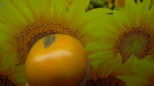 Самые лучшие желтоплодные томаты. Томат Большой золотой вкусный - и большой, и вкусный! Дегустация. смотреть онлайн